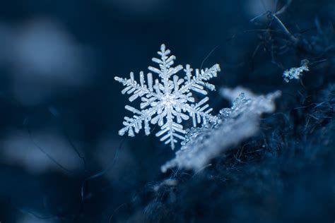 snowflakes in photographs snowflakes in photographs Reader